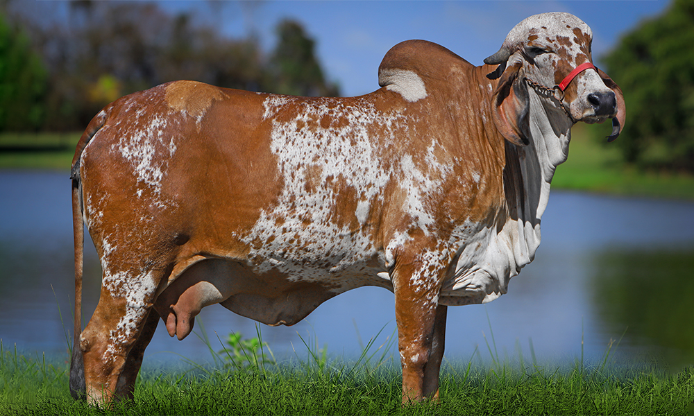 Lotérica FIV Cabo Verde