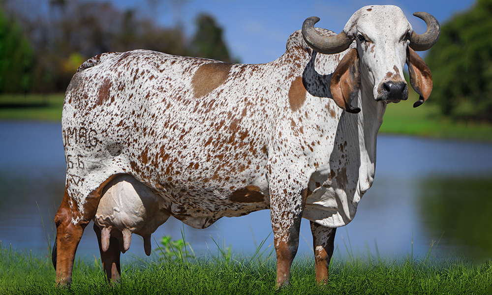 GENEBRA FIV PE DA SERRA