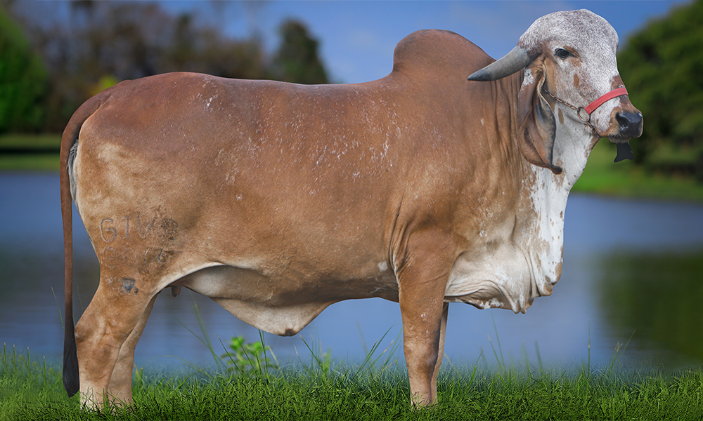 AURORA 2 FIV VILA RICA