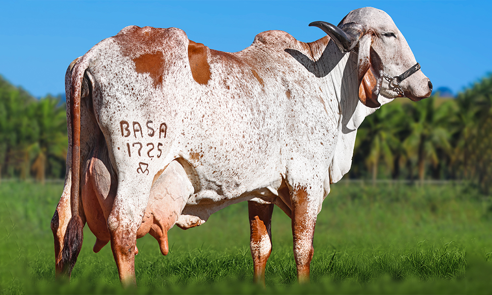 FRATERNA FIV DO BASA