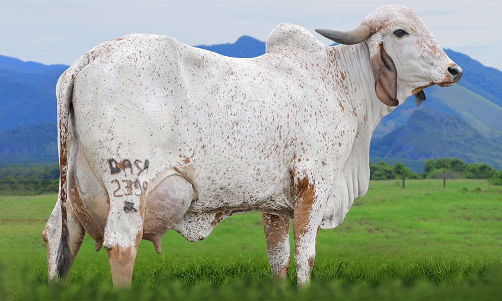 FRATERNA FIV DO BASA