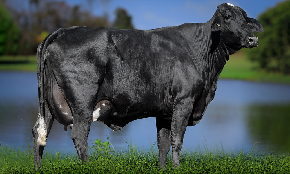 BELA BRADNICK FIV E.OMIA